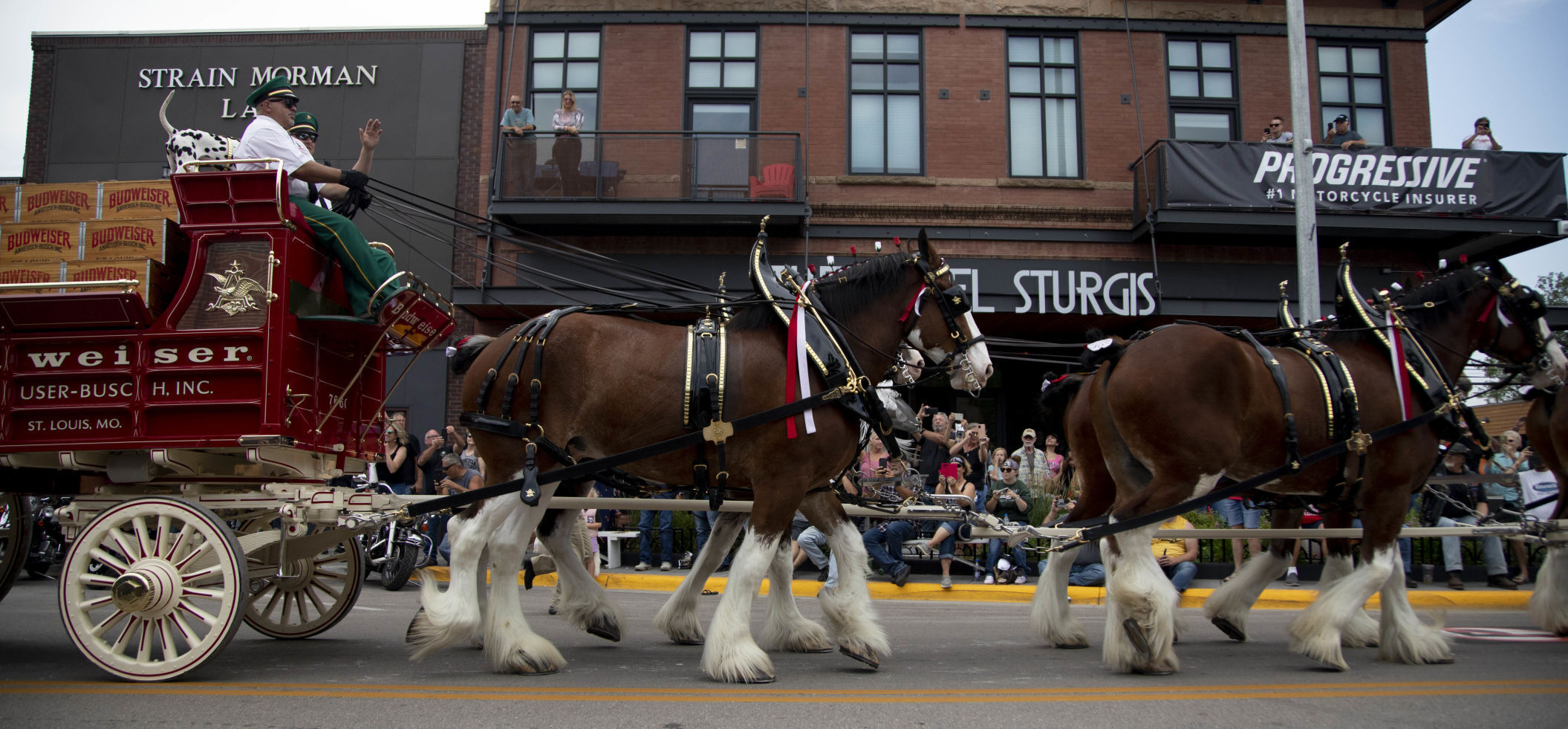 Horses